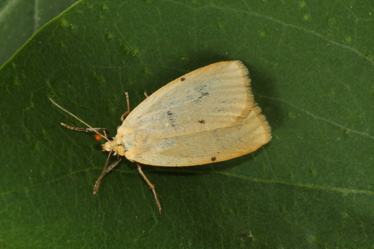 Cybosia mesomella: Bild 3