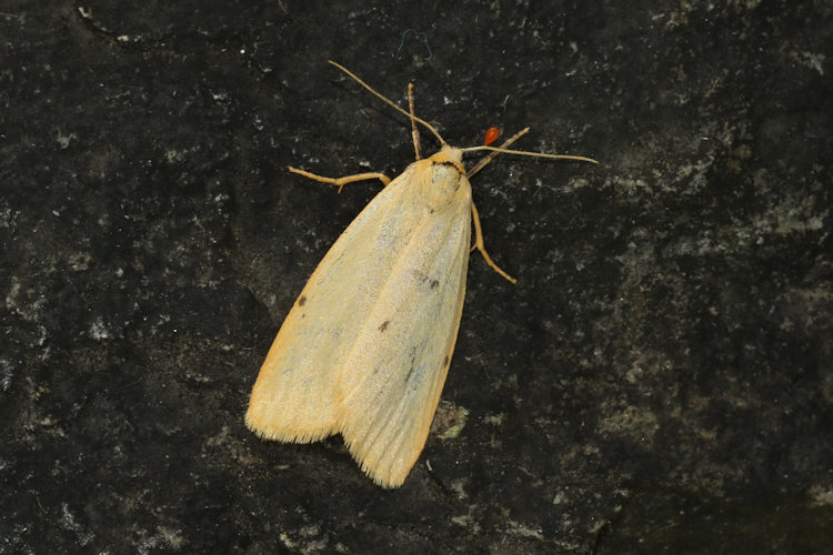 Cybosia mesomella: Bild 4