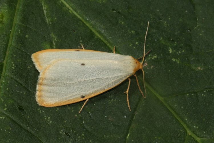 Cybosia mesomella: Bild 5