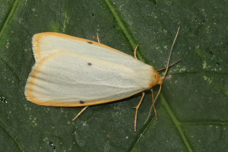Cybosia mesomella: Bild 6
