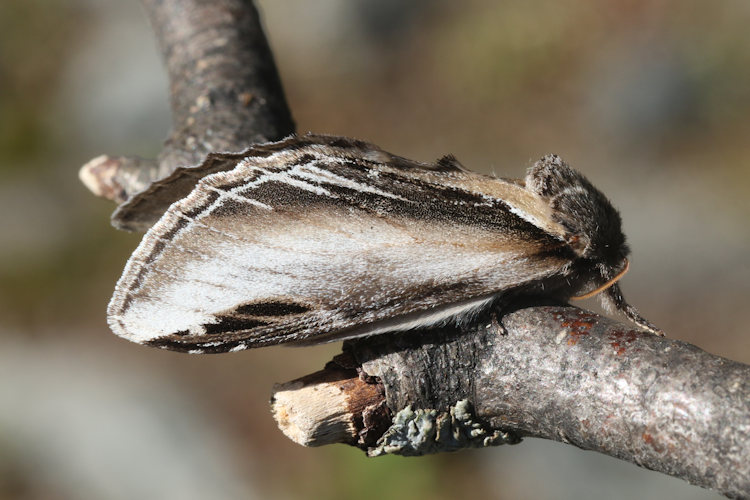 Pheosia tremula: Bild 11