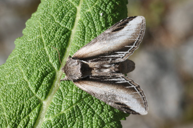 Pheosia tremula: Bild 12