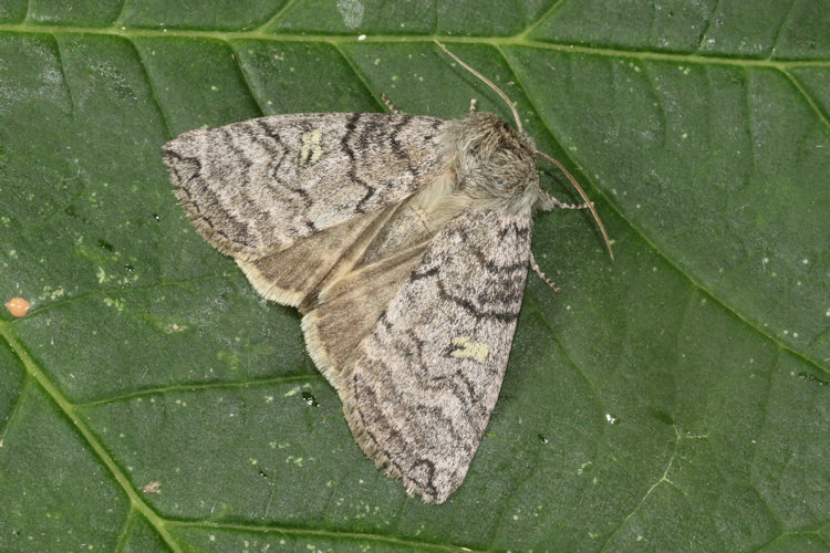 Tethea or: Bild 15