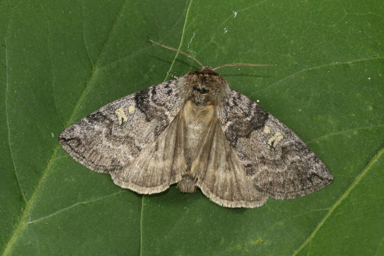 Tethea or: Bild 16