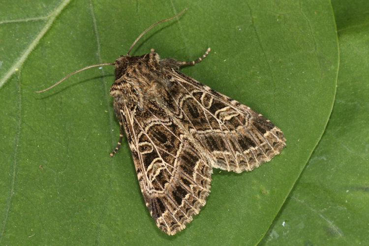 Sideridis reticulata: Bild 7