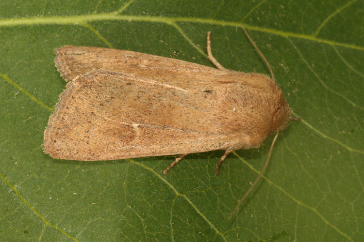Mythimna ferrago: Bild 13