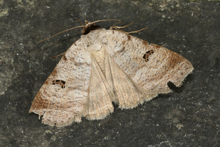Lygephila viciae: Bild 8
