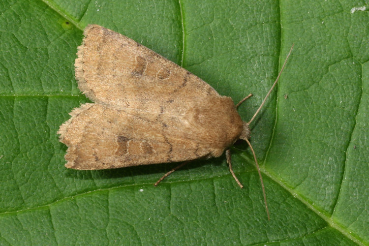 Hoplodrina octogenaria: Bild 16