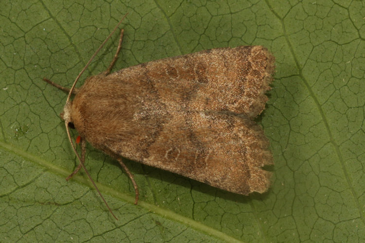 Hoplodrina octogenaria: Bild 17