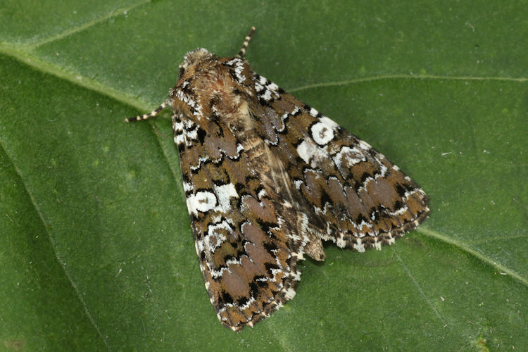 Hadena albimacula: Bild 15