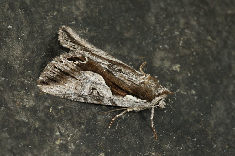Calliergis ramosa: Bild 18