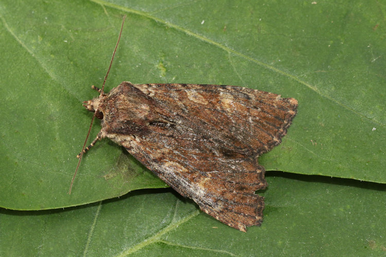 Apamea crenata: Bild 13