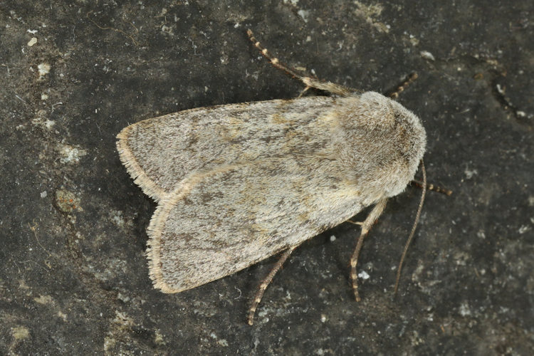 Agrotis simplonia: Bild 10