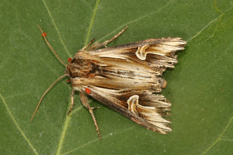 Actinotia polyodon: Bild 9