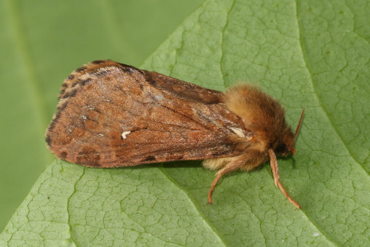 Korscheltellus fusconebulosa: Bild 8
