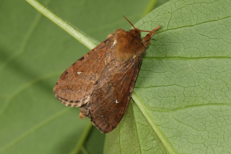 Korscheltellus fusconebulosa: Bild 9