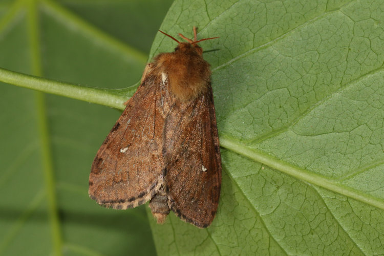 Korscheltellus fusconebulosa: Bild 10