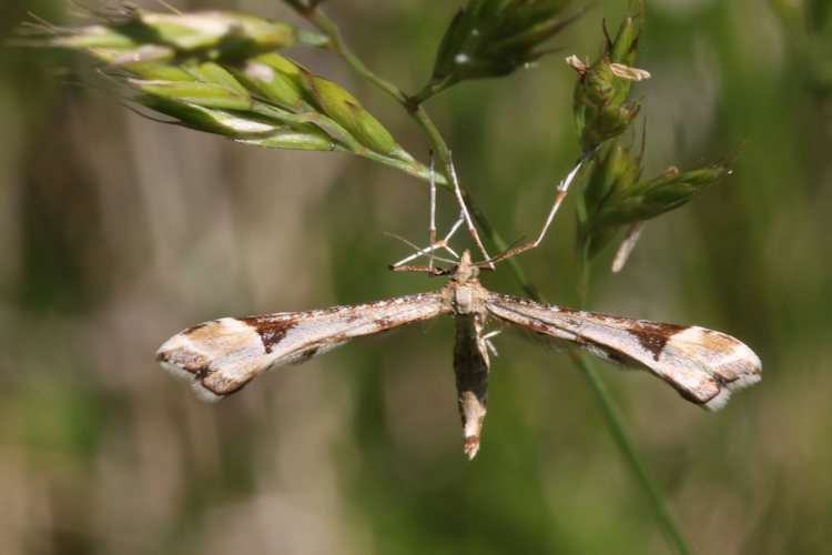 Platyptilia gonodactyla: Bild 4