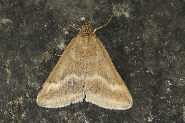 Pyrausta aerealis: Bild 5
