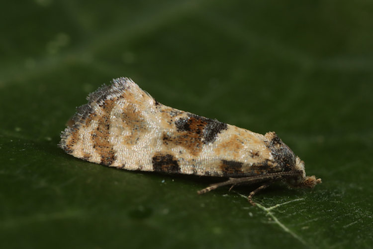 Brevicornutia pallidana: Bild 4