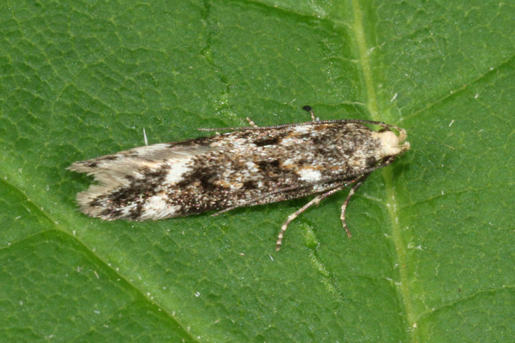 Caryocolum interalbicella: Bild 1