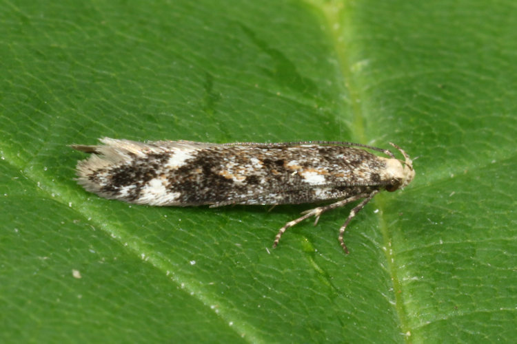 Caryocolum interalbicella: Bild 2