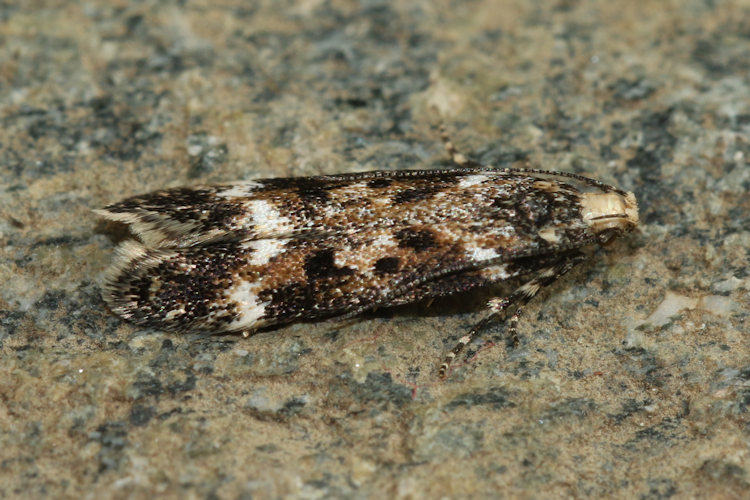 Caryocolum interalbicella: Bild 3