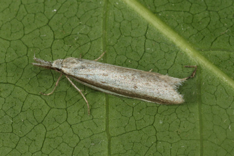 Pleurota bicostella: Bild 1