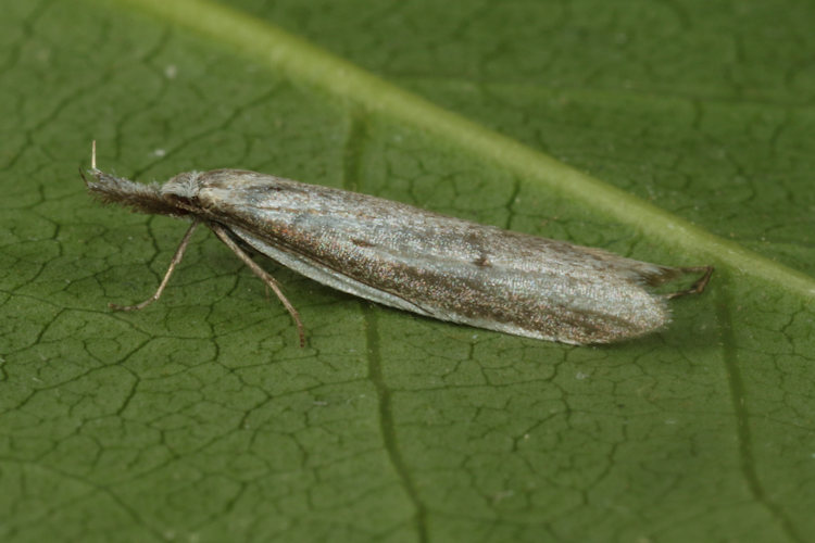 Pleurota bicostella: Bild 2