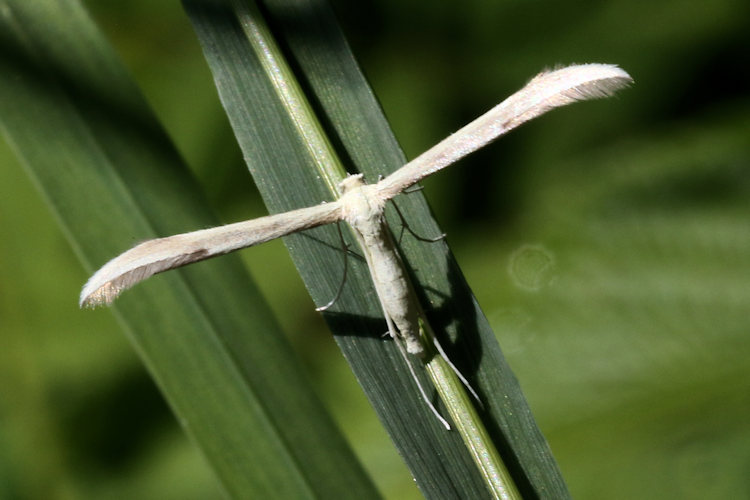 Hellinsia carphodactyla: Bild 1