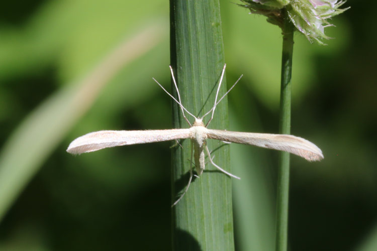 Hellinsia carphodactyla: Bild 2