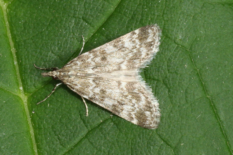 Eudonia sp.: Bild 1