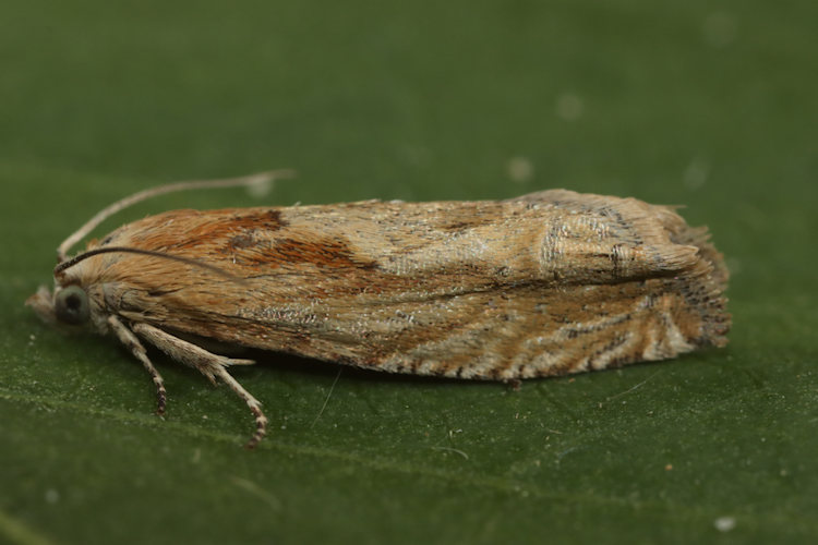 Eucosma sp.: Bild 1