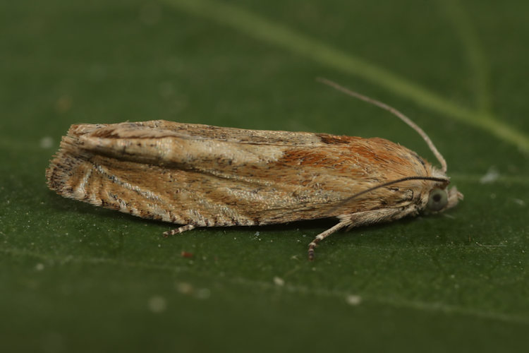 Eucosma sp.: Bild 2