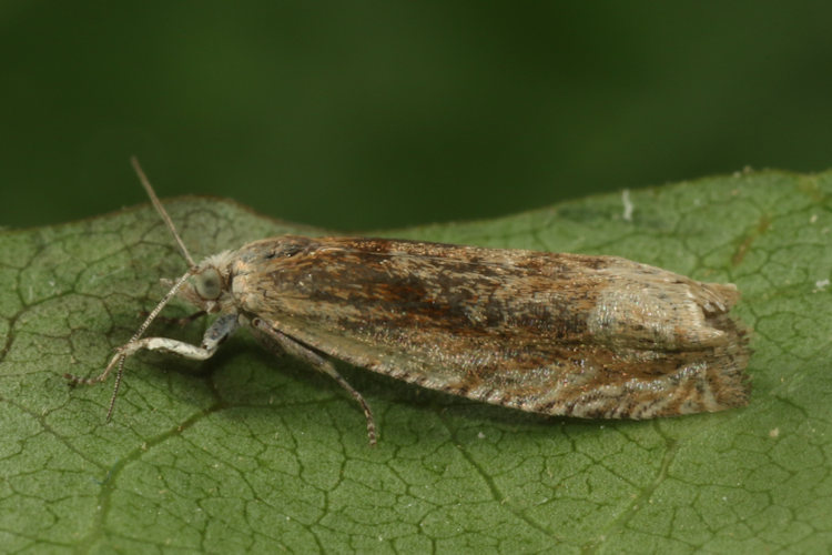 Eucosma sp.: Bild 3