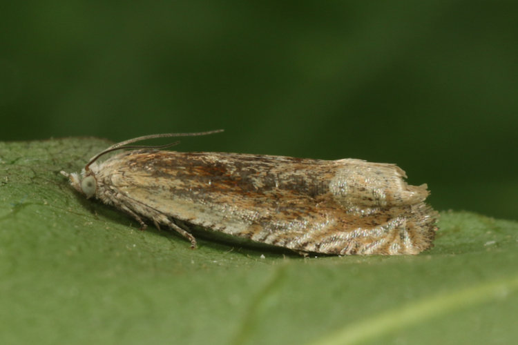 Eucosma sp.: Bild 4