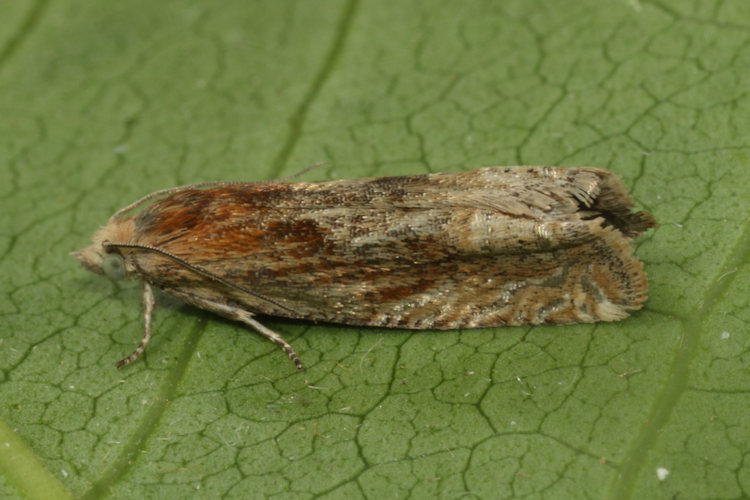 Eucosma sp.: Bild 5