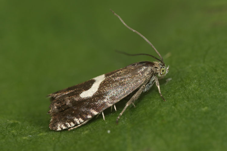 Grapholita orobana: Bild 2