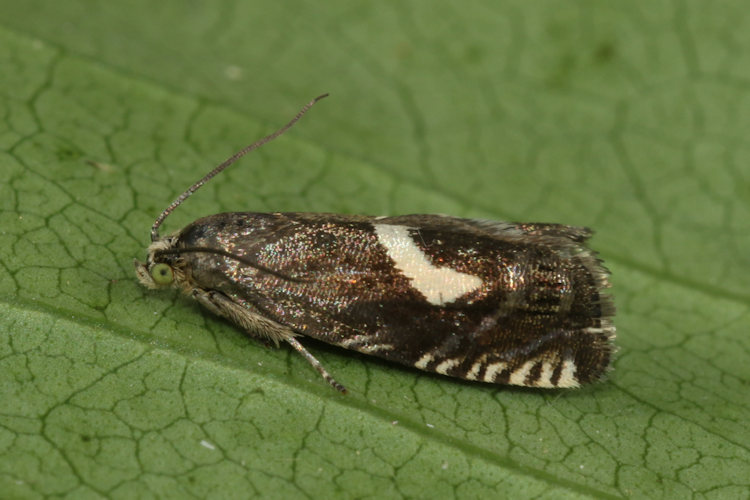 Grapholita orobana: Bild 3