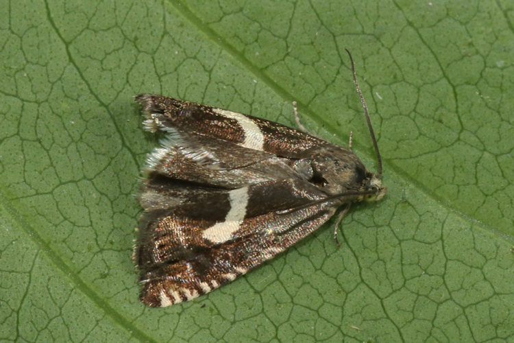 Grapholita orobana: Bild 4