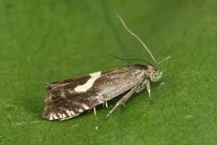 Grapholita orobana: Bild 5