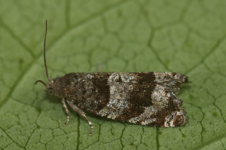 Rhopobota myrtillana: Bild 1