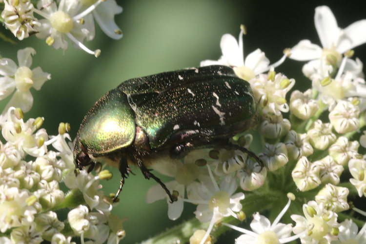Cetonia aurata: Bild 2