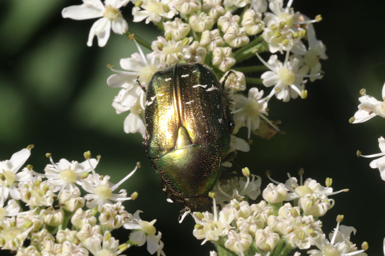 Cetonia aurata: Bild 3