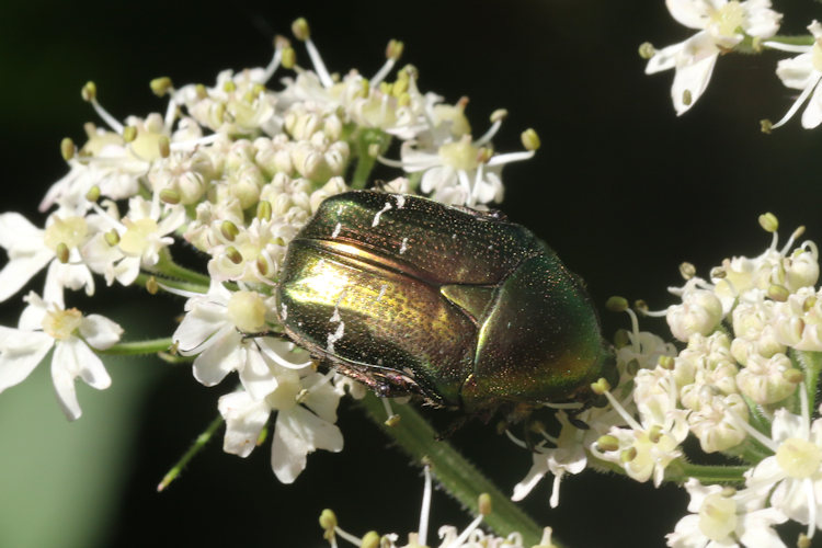 Cetonia aurata: Bild 4