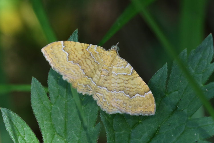Camptogramma bilineata: Bild 17
