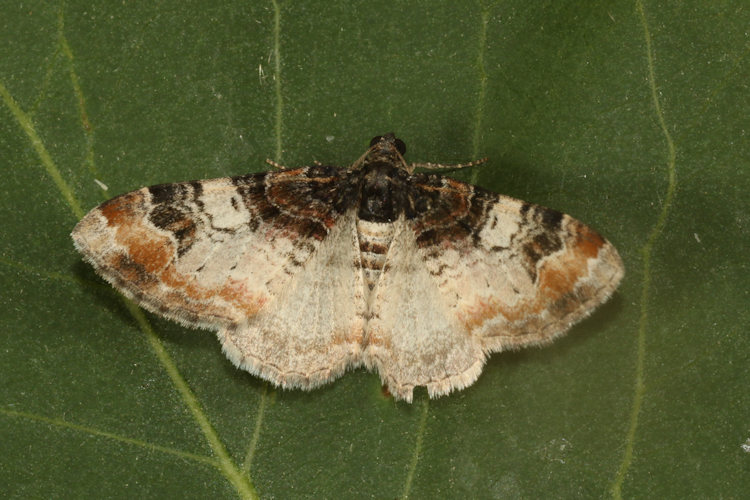 Catarhoe cuculata: Bild 8