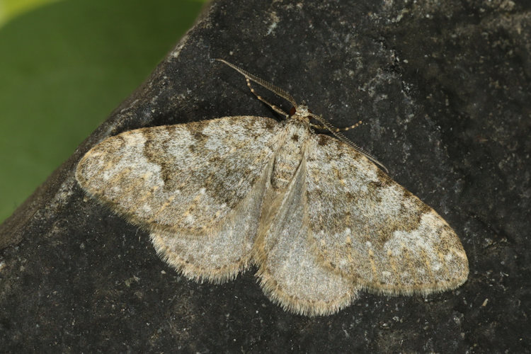 Coenotephria salicata: Bild 19