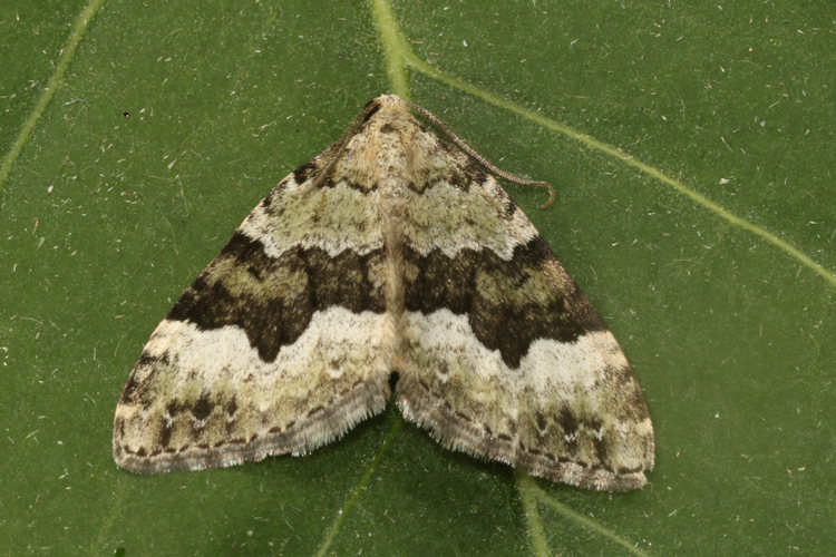 Colostygia aptata: Bild 2