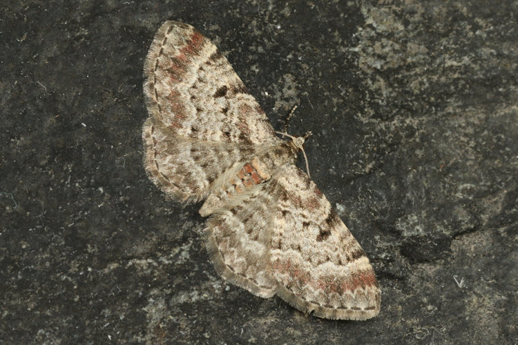 Eupithecia abietaria: Bild 5